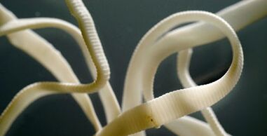 płaski pasożyt z ludzkiego ciała